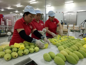 Nông sản Việt hội nhập sau CPTPP: Giảm phụ thuộc vào một thị trường